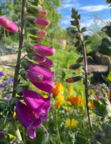 Foxglove Bishy Barnabee Mix Seeds - Dandys Landscape Supplies