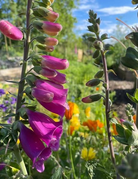Foxglove Bishy Barnabee Mix Seeds - Dandys Landscape Supplies