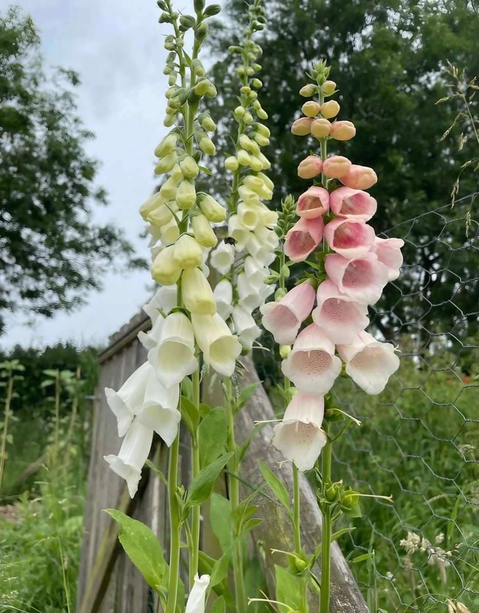 Foxglove Bishy Barnabee Mix Seeds - Dandys Landscape Supplies