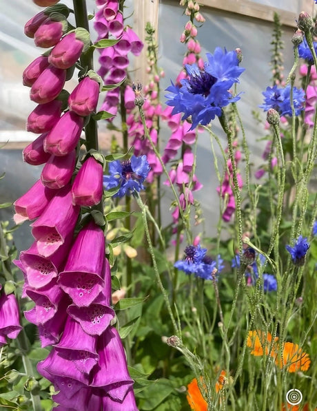 Foxglove Bishy Barnabee Mix Seeds - Dandys Landscape Supplies