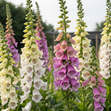 Foxglove Excelsior Mix - Dandys Landscape Supplies