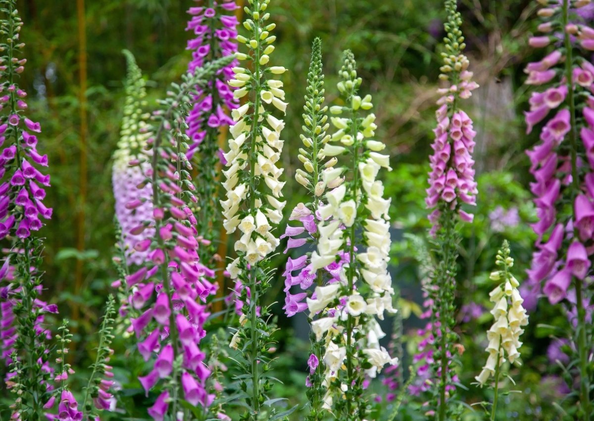 Foxglove Excelsior Mix Seeds - Dandys Landscape Supplies
