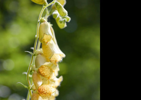 Foxglove Primrose Yellow Seeds - Dandys Landscape Supplies