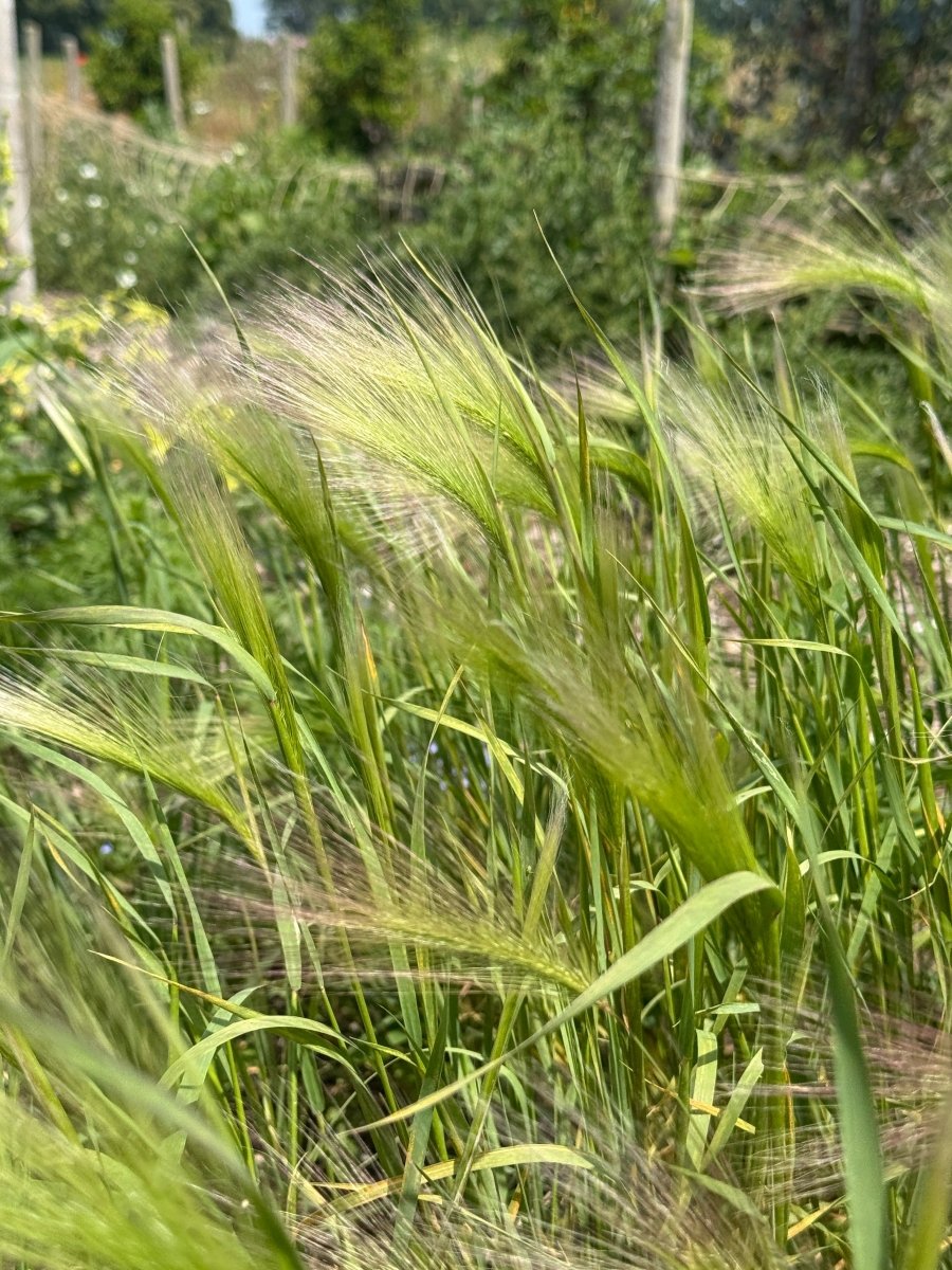 Foxtail Barley (Hordeum Jubatum) - Dandys Landscape Supplies