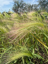 Foxtail Barley (Hordeum Jubatum) - Dandys Landscape Supplies