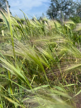 Foxtail Barley (Hordeum Jubatum) - Dandys Landscape Supplies