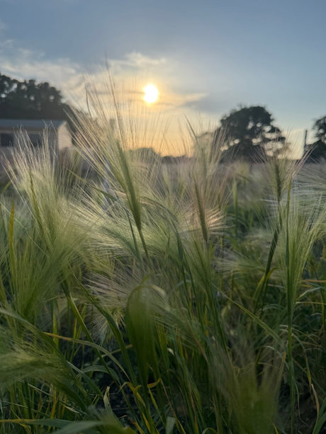 Foxtail Barley (Hordeum Jubatum) - Dandys Landscape Supplies