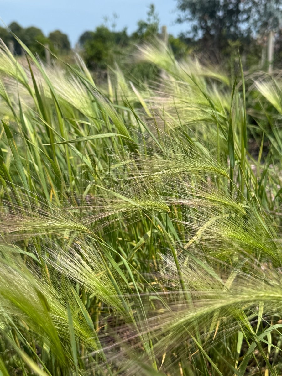 Foxtail Barley (Hordeum Jubatum) - Dandys Landscape Supplies