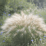 Foxtail Barley (Hordeum Jubatum) - Dandys Landscape Supplies