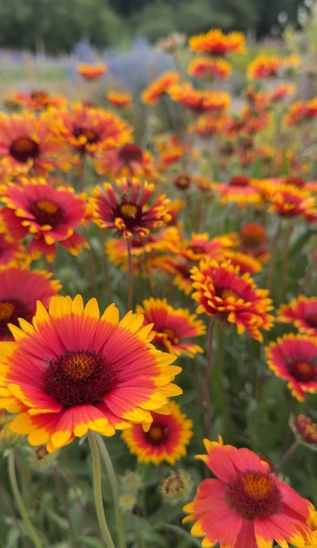 Gaillardia Aristata Bicolour Goblin - Dandys Landscape Supplies