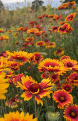 Gaillardia Aristata Bicolour Goblin - Dandys Landscape Supplies