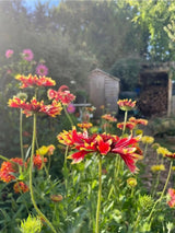 Gaillardia Aristata Bicolour Goblin - Dandys Landscape Supplies