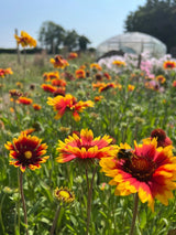 Gaillardia Aristata Bicolour Goblin - Dandys Landscape Supplies