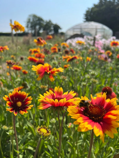 Gaillardia Aristata Bicolour Goblin - Dandys Landscape Supplies