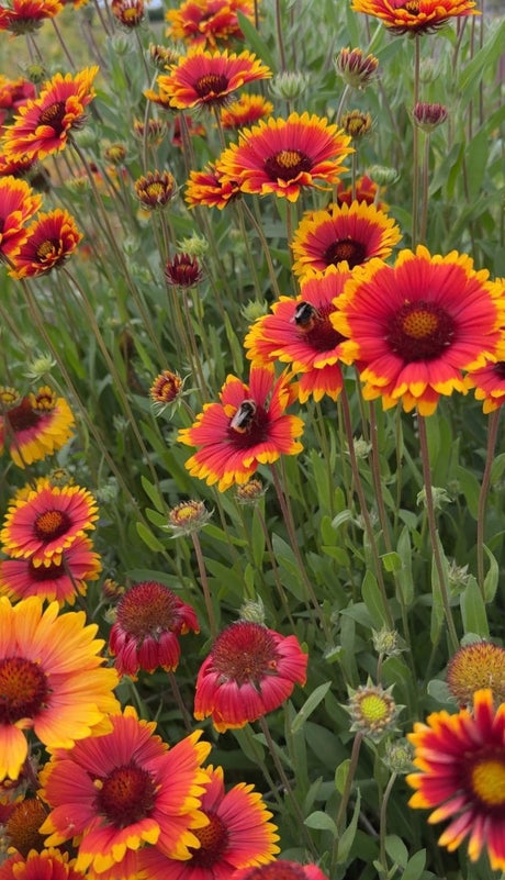 Gaillardia Aristata Bicolour Goblin - Dandys Landscape Supplies