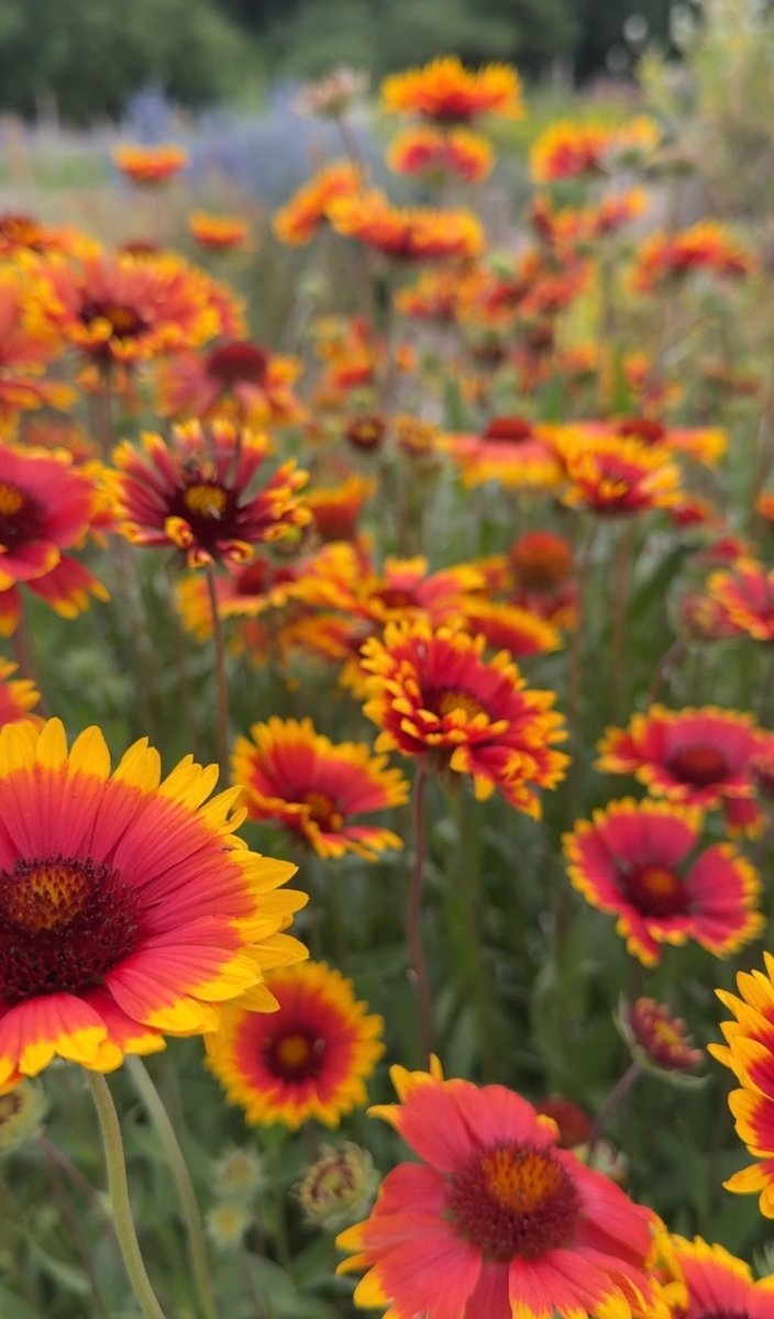 Gaillardia Aristata Bicolour Goblin - Dandys Landscape Supplies