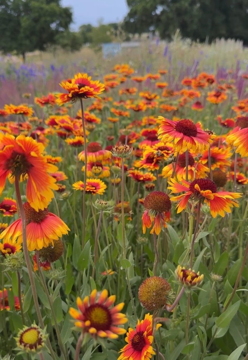 Gaillardia Aristata Bicolour Goblin - Dandys Landscape Supplies