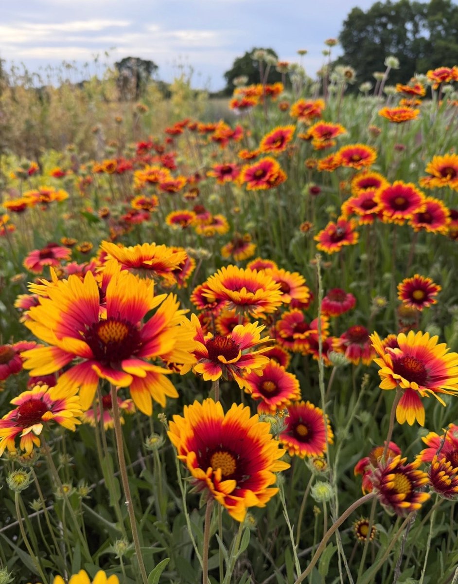 Gaillardia Aristata Bicolour Goblin - Dandys Landscape Supplies