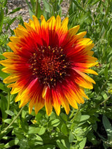 Gaillardia Aristata Bicolour Goblin - Dandys Landscape Supplies