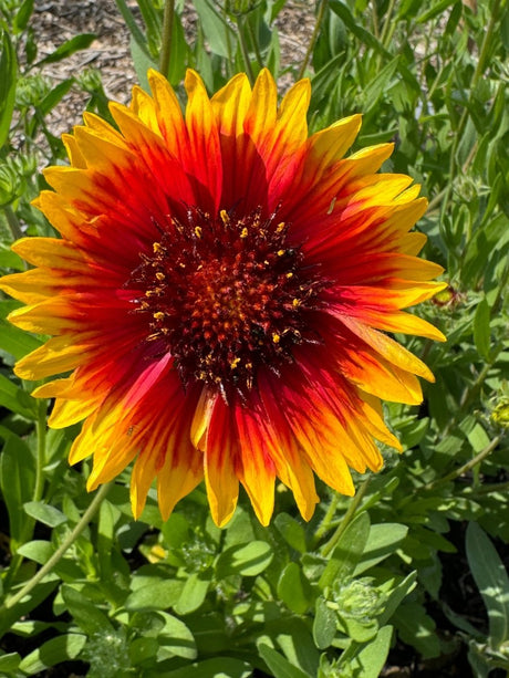 Gaillardia Aristata Bicolour Goblin - Dandys Landscape Supplies