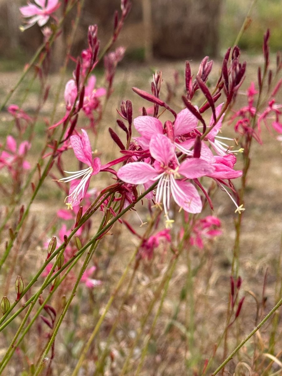 Gaura 'Pink Bouquet' - Dandys Landscape Supplies