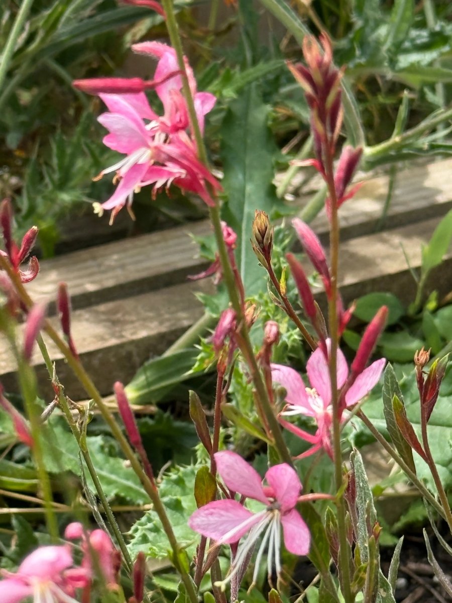 Gaura 'Pink Bouquet' - Dandys Landscape Supplies