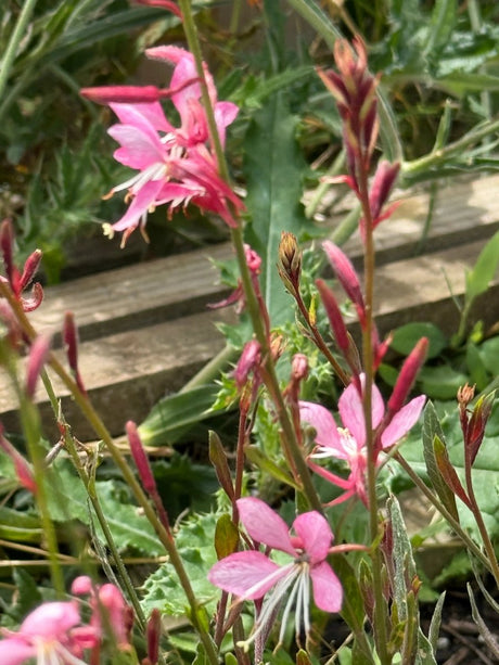 Gaura 'Pink Bouquet' - Dandys Landscape Supplies