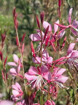 Gaura 'Pink Bouquet' - Dandys Landscape Supplies