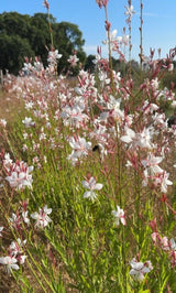 Gaura 'The Bride' - Dandys Landscape Supplies