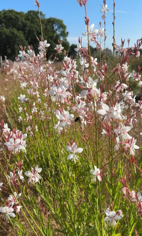 Gaura 'The Bride' - Dandys Landscape Supplies