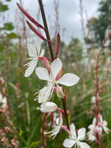 Gaura 'The Bride' - Dandys Landscape Supplies