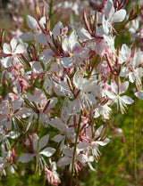 Gaura 'The Bride' - Dandys Landscape Supplies
