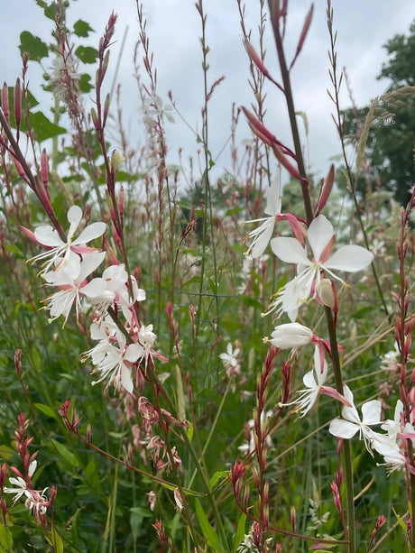 Gaura 'The Bride' - Dandys Landscape Supplies