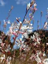 Gaura 'The Bride' - Dandys Landscape Supplies