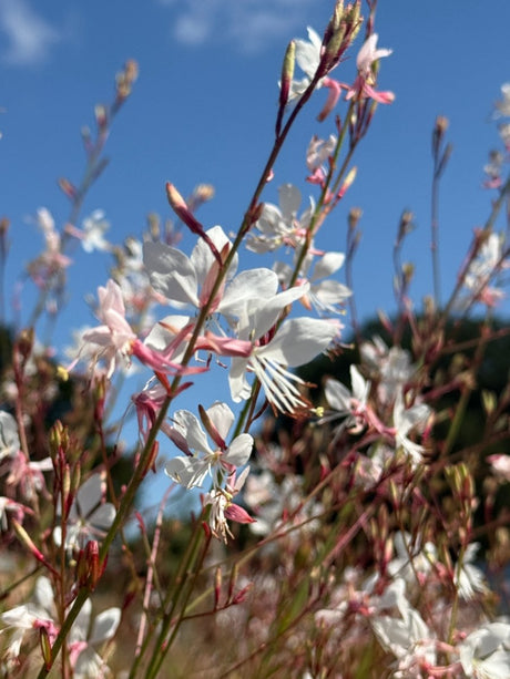 Gaura 'The Bride' - Dandys Landscape Supplies