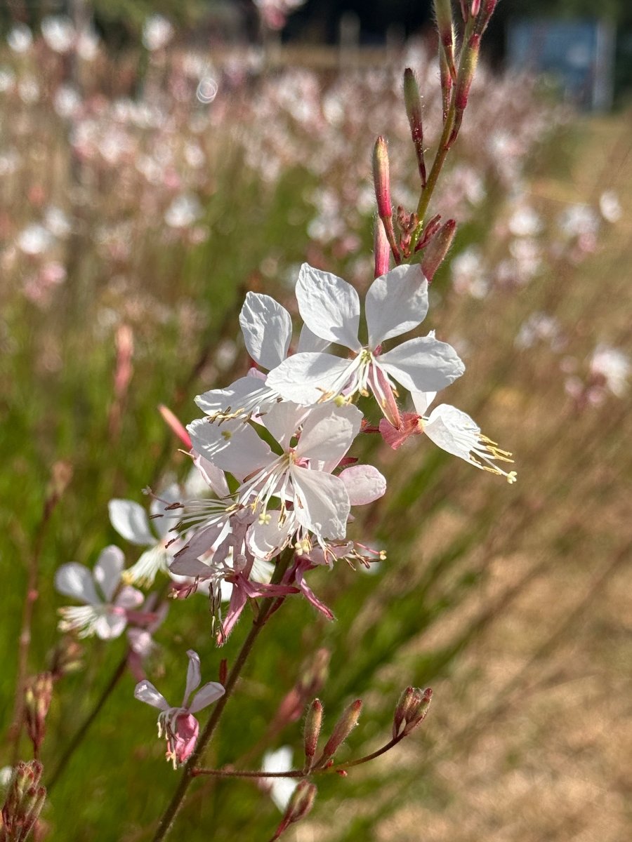 Gaura 'The Bride' - Dandys Landscape Supplies