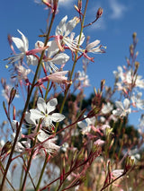 Gaura 'The Bride' - Dandys Landscape Supplies