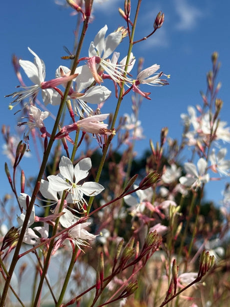 Gaura 'The Bride' - Dandys Landscape Supplies