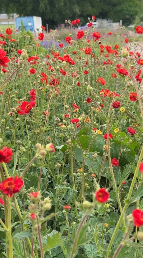 Geum Mrs Bradshaw - Dandys Landscape Supplies