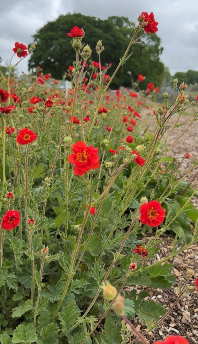 Geum Mrs Bradshaw - Dandys Landscape Supplies