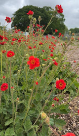 Geum Mrs Bradshaw - Dandys Landscape Supplies