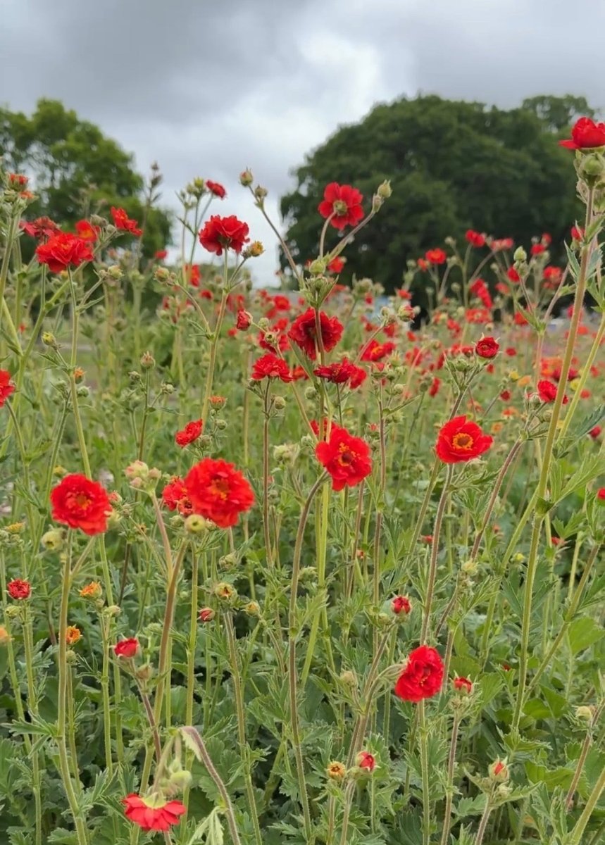 Geum Mrs Bradshaw - Dandys Landscape Supplies