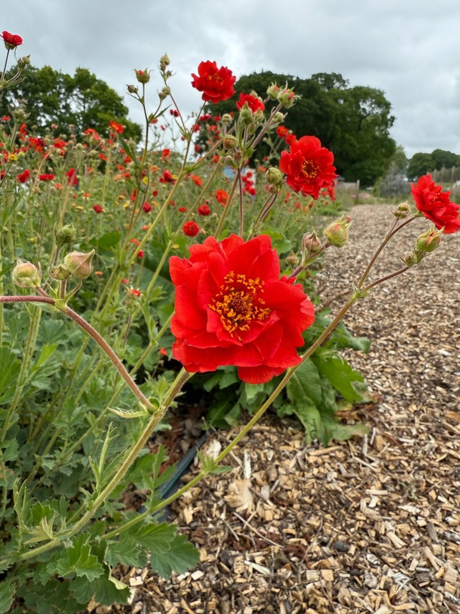 Geum Mrs Bradshaw - Dandys Landscape Supplies