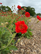 Geum Mrs Bradshaw - Dandys Landscape Supplies