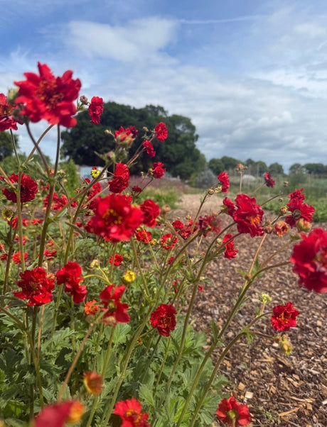 Geum Mrs Bradshaw - Dandys Landscape Supplies