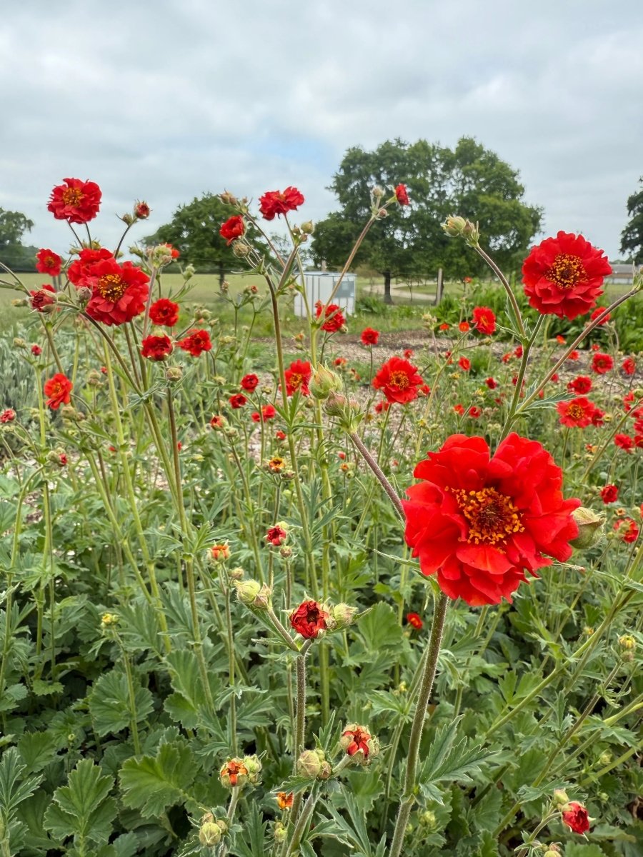 Geum Mrs Bradshaw - Dandys Landscape Supplies