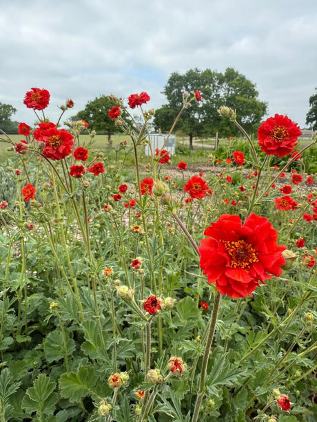 Geum Mrs Bradshaw - Dandys Landscape Supplies
