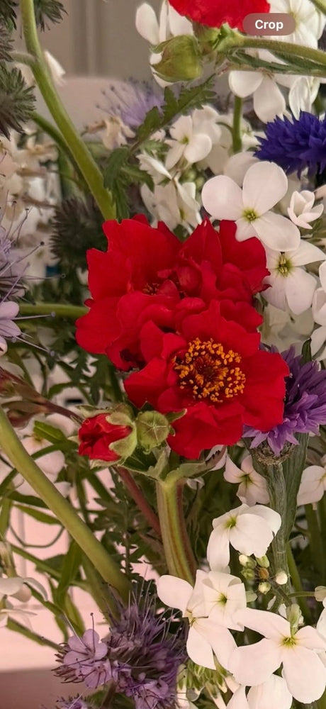 Geum Mrs Bradshaw - Dandys Landscape Supplies