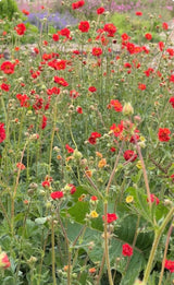 Geum Mrs Bradshaw - Dandys Landscape Supplies