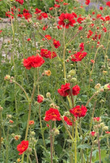 Geum Mrs Bradshaw - Dandys Landscape Supplies